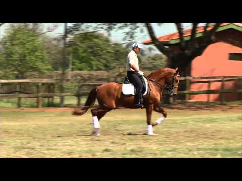 Universal do Castanheiro