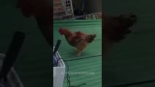 ELA REALMENTE ACHOU QUE IA VOAR? 😂🐔