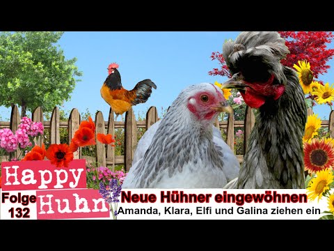 E132 New chickens acclimatized at HAPPY CHICKEN - The Happy Chicken Garden is created PART 6, Orl...