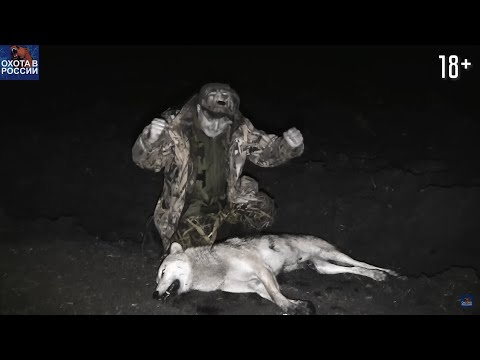Wolf hunting. Hunter destroys wolves at night