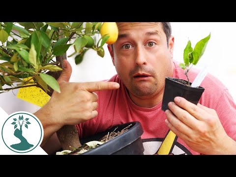 Grow Your Fruit tree from Seed or Buy a Tree from the Nursery?