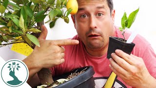 Grow Your Fruit tree from Seed or Buy a Tree from the Nursery?