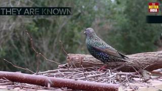 Birds that love Delhi Winters 