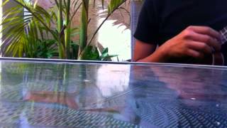 Sea of Love-Esque Cover. Covered by Juan Pérez.