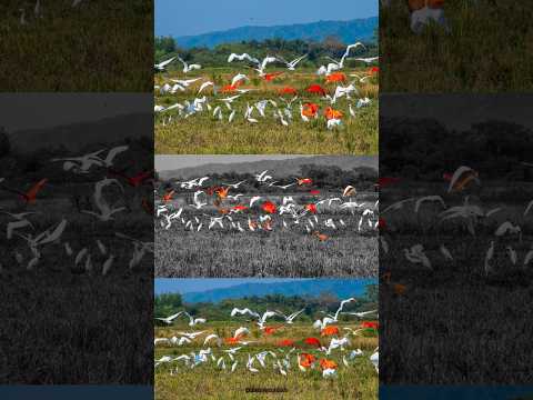 @sakanactionchannel #sakanaction #monterreycasanare #musica