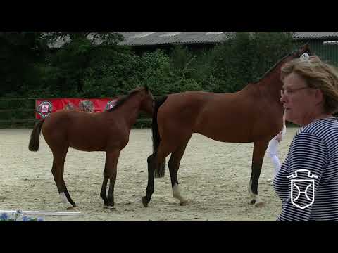 RD015 Hengstfohlen von Cascadello I   Lordanos   Cassini I