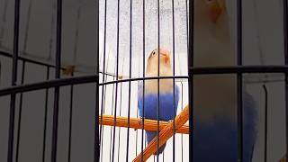 Download lagu CUCU LOVEBIRD KUSUMO, LOVEBIRD NGEKEK PANJANG #lovebirdkusumo #lovebirdkonslet #lovebirdngekek mp3