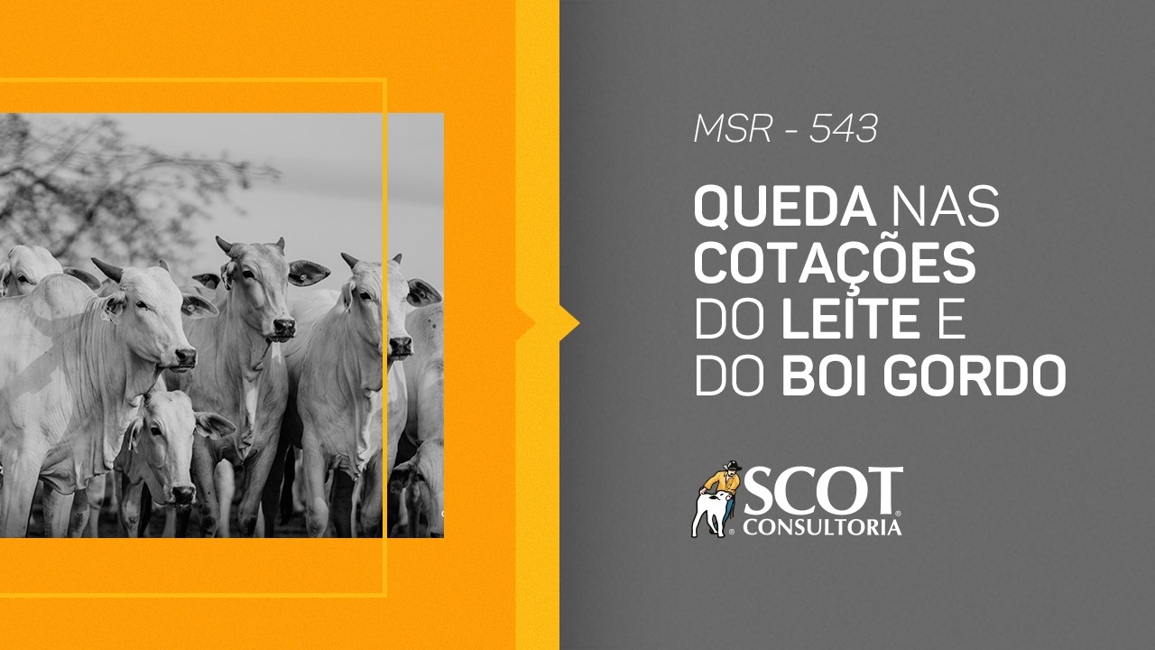 Mercado Sem Rodeios - Episódio 543 - Queda nas cotações do leite e do boi gordo