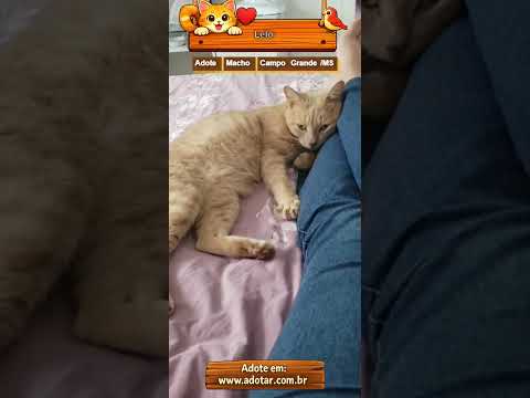 Vídeo de Lelo