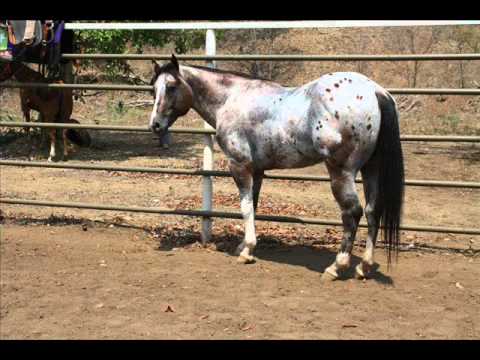 Cheo Hernandez Prisco - Al Gran Caballo Guason