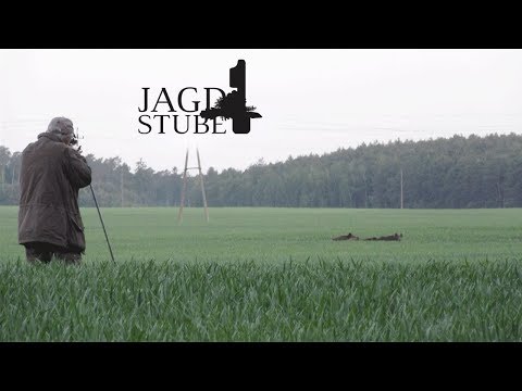 Weizenschweine in Polen