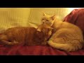 Orange Tabby Brother Taking Care Of His Sister March 13 2024 RIP Minnie