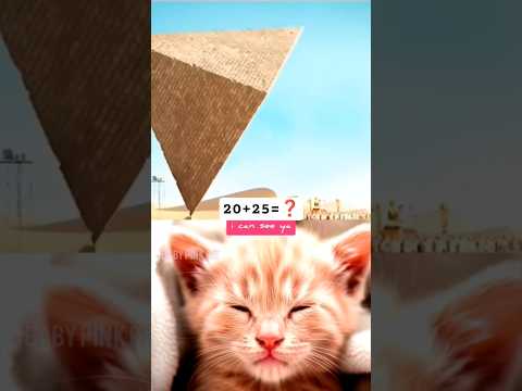 Baby Pink Cat - Day 13 : Give this video title😂(warning answer)#cat #baby #pink #funny #meme #dance