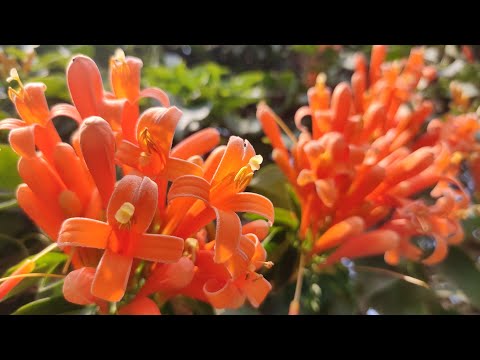 नारंगी ज्वाला सी खिलने वाली मनमोहक बेल: सौंदर्य, तेजी और आकर्षण का संगम