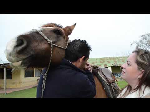 Coaching con Caballos