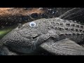 Pseudacanthicus serratus Pseudacanthicus serratus