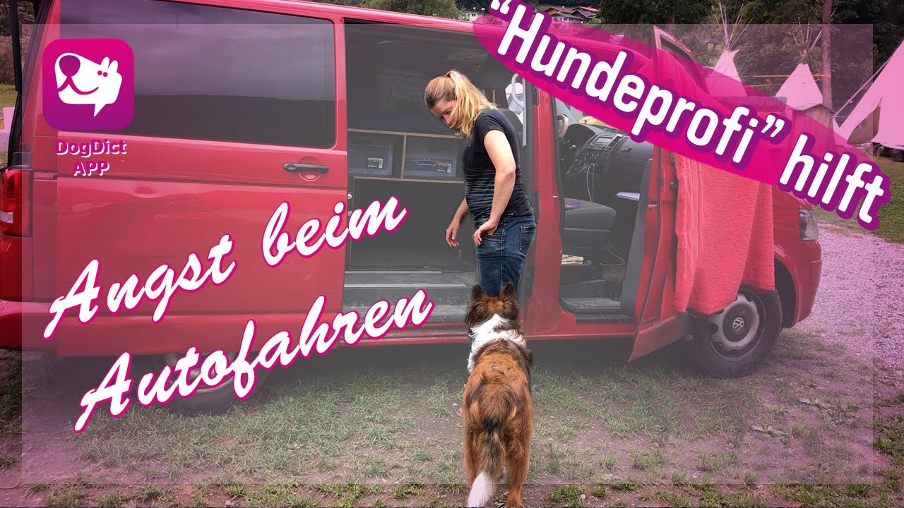 Folge 38: Hund hat Angst im Auto