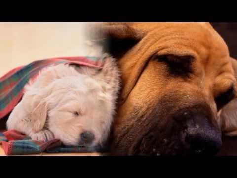 Kolibri - Molimo za finu tišinu