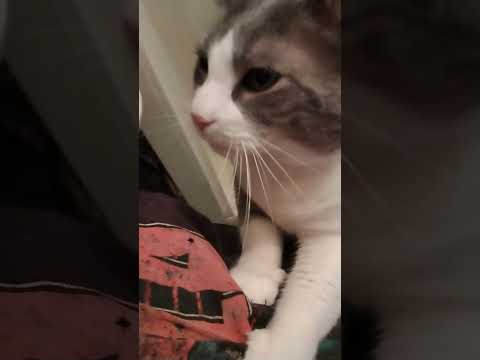 Le Marquis makes biscuits