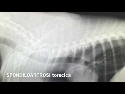 Pomata per il mal di schiena prezzo nome Qual è gonartrosi dellarticolazione del ginocchio 1 e 2 gradi