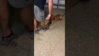 Dog Trainer Wellington, FL