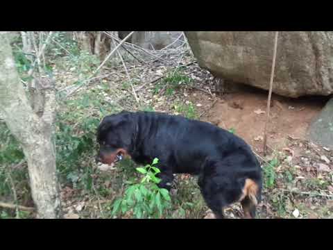 Travel to "thara gala " rock