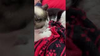 Biscuits with cute Mary 😻#catlover #cute #myprincess #ragdollcat #adorable #shorts