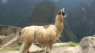 Trencito de los Andes - La Sierena