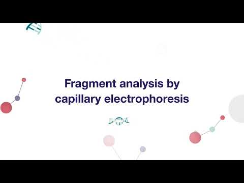 CE Fragment Analysis