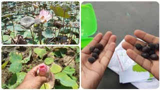 lotus guppy pond | lotus seed germination (part 1)