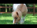 Grooming Astrid the Shetland Pony Check List at Bali Zoo