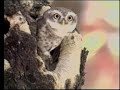 Safari Hunters Of The Sky Indian Predatory Birds