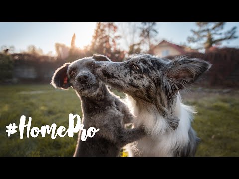 Psie sztuczki 🐶 #GoPro #HomePro