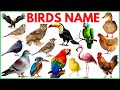 Birds Name Learn 50 Birds Name With Images Birds Vocabulary For Kids Birdsnamesinenglish Birds