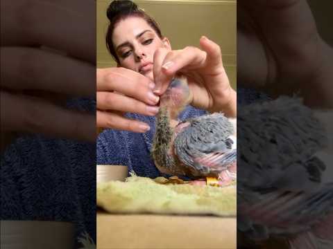 how to hand feed a baby pigeon