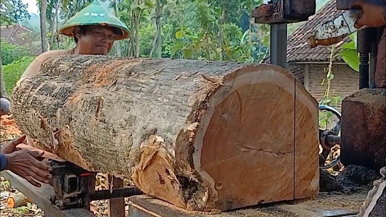 SUPER TUA ‼️ Kayu Jati Kebun di Rajang Gergaji Bandsaw Rakitan Indonesia