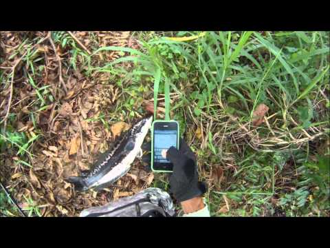 Toman hunting 103 on sinking pencil