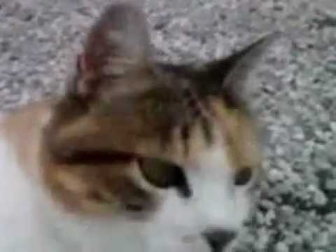 Urtogang feat. Cool Caddish - Nella Mischia (Cat Version Video)
