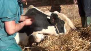 cow having a difficult calving and milk fever