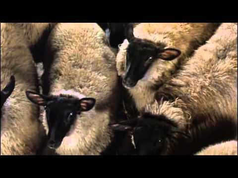 , title : 'Animal Farm film 1999'