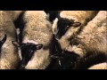 Animal Farm Film 1999