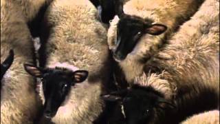 Animal Farm film 1999