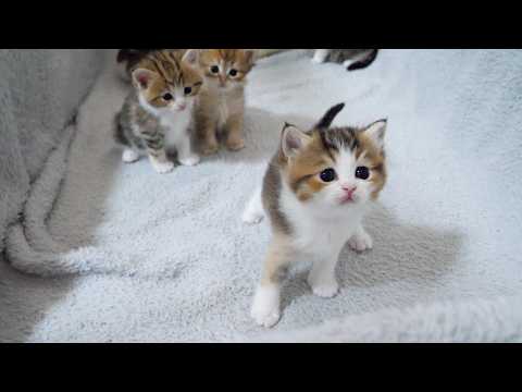 YouTube 썸네일