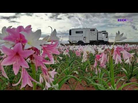 Die Wüste blüht in Namibia