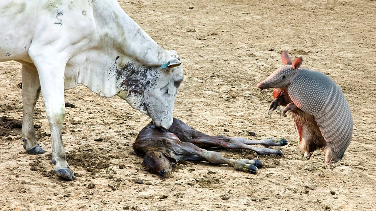 TATU ATACA BEZERRO DE FORMA IMPRESSIONANTE