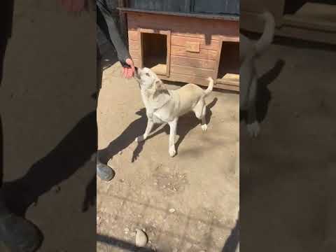 NADIRAH - April 2025