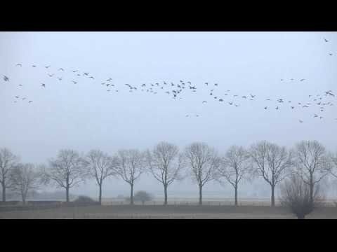 Niederrhein Wildgänse - Impressionen von den arktischen Wildvögeln