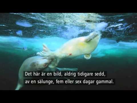 Måndagsreportaget: Undervattensfotografen Brian Skerry - Nyhetsmorgon (TV4)
