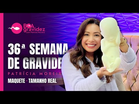 36 SEMANAS DE GRAVIDEZ (Atualizado) Série A Formação Humana | 9 Meses de Gravidez, 3° Trimestre