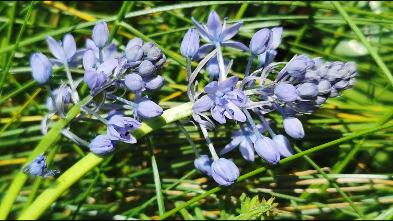 Bluebells from Italy: Hyacinthoides italica, the Italian Bluebell cultivation and care